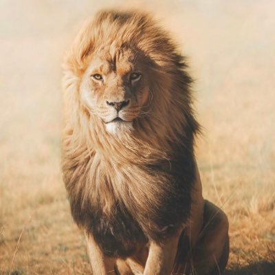 Profile Picture of Manvir Singh (@SethManvir) on Twitter