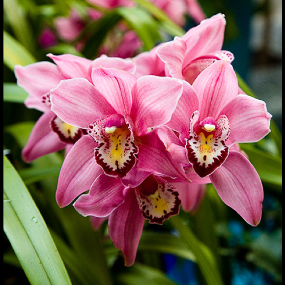 Vikki Cooper - Poshmark Profile Picture of Vikki Cooper (@afromom) on Poshmark