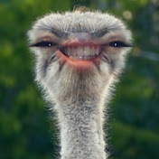 Profile Picture of Rose Edmonds (@roseedmonds4264) on Youtube