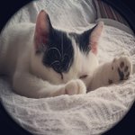 Profile Picture of Swanger Lorrie (@jeanpeakravager) on Instagram