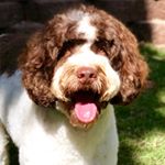 Profile Picture of Thomas Barrow (@barrow_the_labradoodle) on Instagram