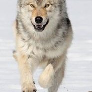 Profile Picture of Adam Hammett (@AdamHammett4) on Twitter