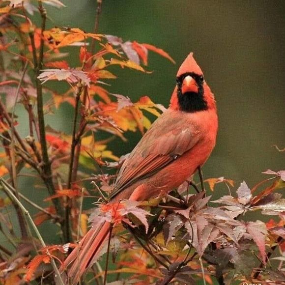 Profile Picture of Kim Braden peterson (@kiimp) on Poshmark