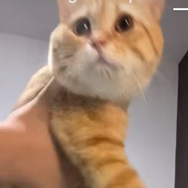 Profile Picture of conrad4v (@conrad4v) on Tiktok