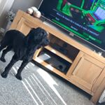 Bailey Bissett x - Instagram Profile Picture of Bailey Bissett x (@baileyb_the_cockapoo) on Instagram