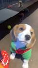 Profile Picture of   My first advent calendar 💖... (@beaglebailey19) on Tiktok