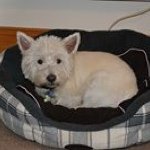 Profile Picture of Andrew Stevens (@stevens.andrew) on Instagram