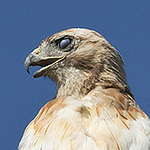 Profile Picture of Kelly Kerin (@kelly kerin) on Flickr
