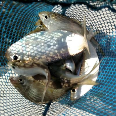 Profile Picture of Tony Mast (@MastFamily) on Twitter