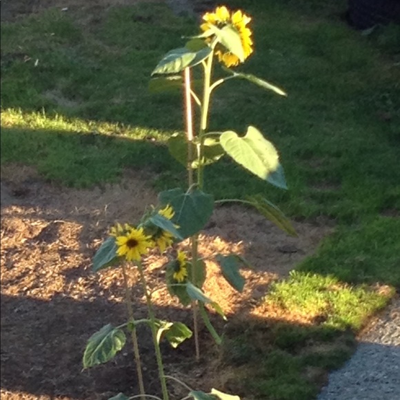 Profile Picture of Jackie Wigman (@lolabear612) on Poshmark