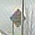 Profile Picture of Thomas Cavera (@tomcavera) on Flickr