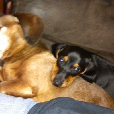 Profile Picture of Ralph Fiesta (@kysteelerfan742) on Twitter