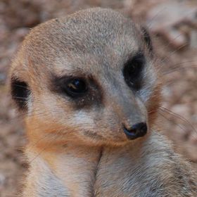 Profile Picture of Joyce Rivera (@jfrtexas) on Pinterest