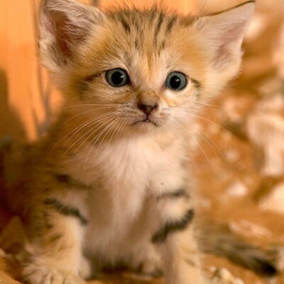 Profile Picture of Pamela Greenlee (@GreenleePamela) on Twitter