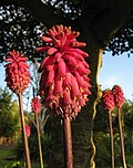 Profile Picture of Veltheimia bracteataon Wikipedia