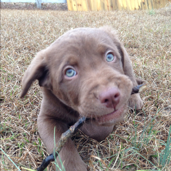 Profile Picture of Daniel Morrison (@danielbeaux) on Poshmark