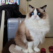 Profile Picture of Lawrence Leung (@lawrenceleung3001) on Youtube