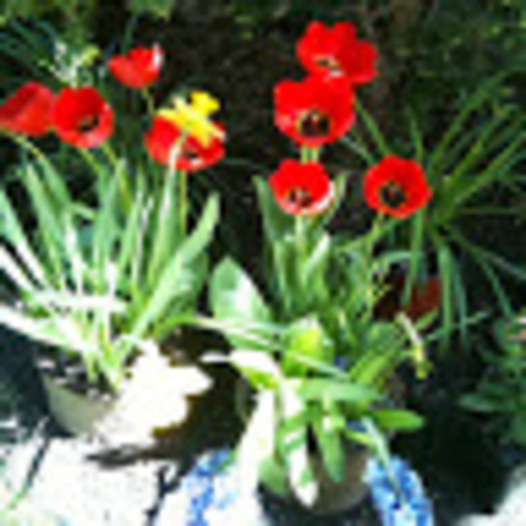 Profile Picture of Lisa Jones (@genericlastname) on Poshmark