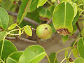 Profile Picture of Manchineelon Wikipedia