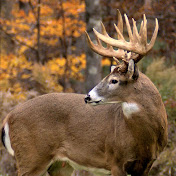 Profile Picture of Ginger Long (@gigilong9263) on Youtube