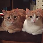 Anabel Leyva - Instagram Profile Picture of Anabel Leyva (@aleyva1008) on Instagram