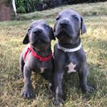 Profile Picture of Austin Hudson (@aston_and_royce) on Instagram