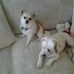 Profile Picture of Joy Chaplin (@Joy-Chaplin) on Facebook