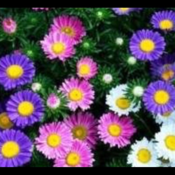 Profile Picture of Atefeh Zarnegin (@atefehzarnegin) on Poshmark