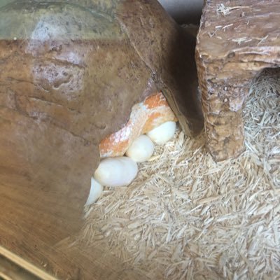 Profile Picture of Alexander Burman (@AlexanderBurma8) on Twitter