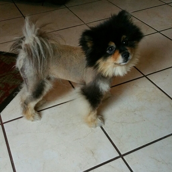 Profile Picture of Myra Nevarez (@mnmongo) on Poshmark