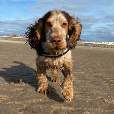 Profile Picture of Darrell Jordan (@Bucksnaturetog) on Twitter