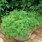 Profile Picture of Bobbie Chambliss (@bobbie.chambliss.16) on Facebook