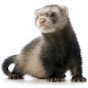 Profile Picture of Michael McKoy (@@ferret99gt) on Tiktok