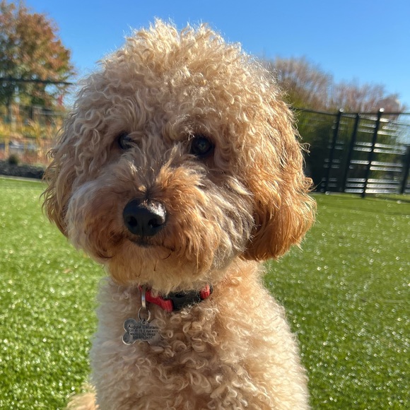 Profile Picture of Ashley Draz (@ashleypaiged) on Poshmark