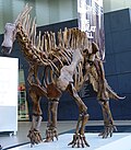 Profile Picture of Dicraeosauridaeon Wikipedia