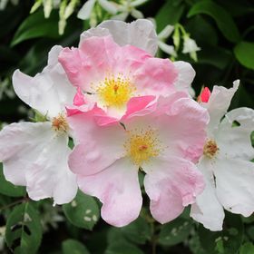 Profile Picture of Phyllis Marks (@phylsm) on Pinterest