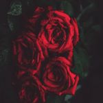 Profile Picture of Simcha. _.Cohen (@simchosh_cohenn) on Instagram