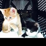 Profile Picture of Craig Scott (@scottyinthecity) on Instagram