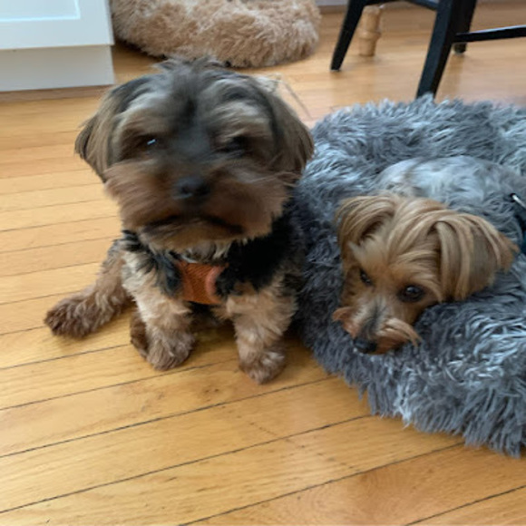 Profile Picture of Josephine Fitzmaurice (@josiefitz12) on Poshmark