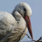 Profile Picture of Julien Billon (@julien_billn) on Instagram