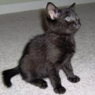 Profile Picture of Matthew Eardley (@1234mattheww) on Twitter