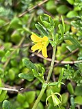 Profile Picture of Roepera billardiereion Wikipedia