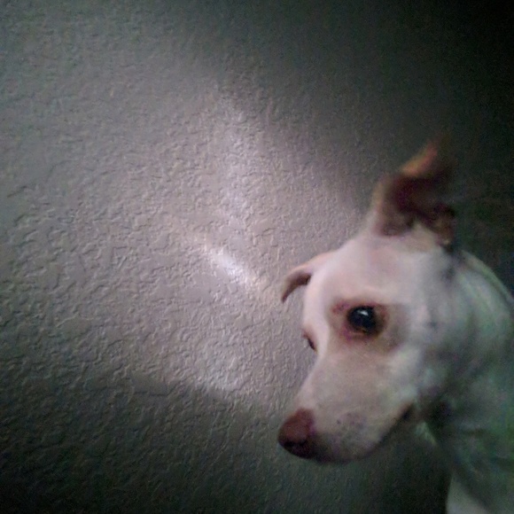 Profile Picture of Rebecca Polet (@poletr) on Poshmark