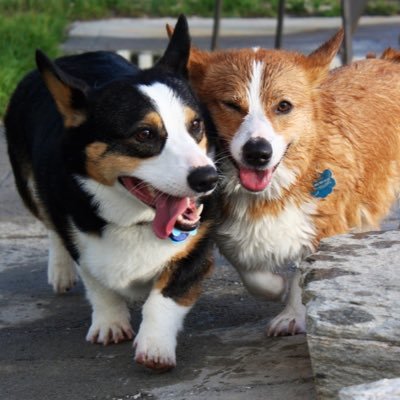 Profile Picture of Simon & Henry / The Corgi Brothers (@HenryCorgi) on Twitter