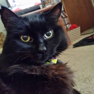 Profile Picture of Laurie Daniel (@Coco02bailey) on Twitter