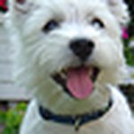 Profile Picture of Brodie2001 (@brodie2001) on Flickr