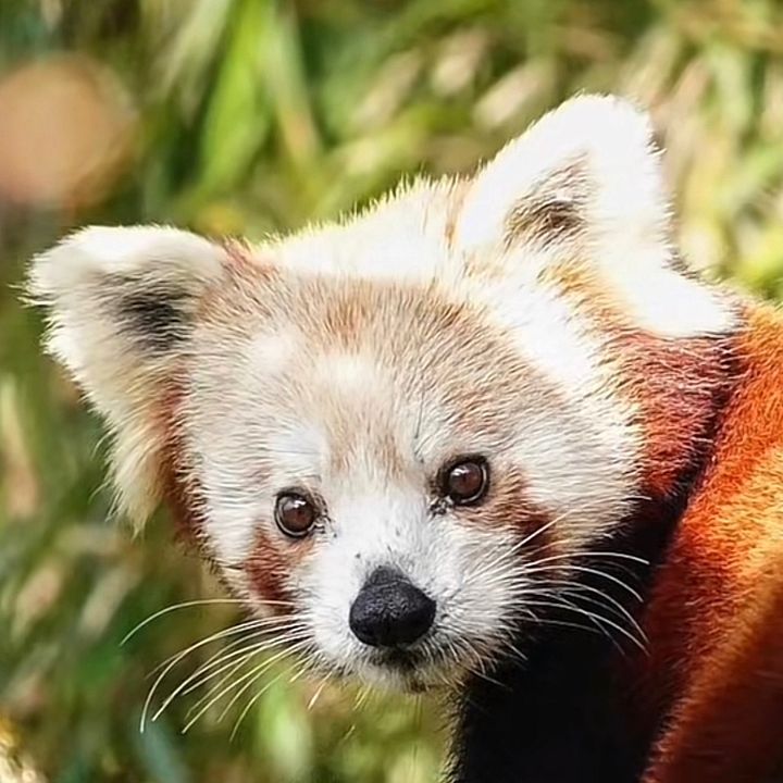 Profile Picture of Nathan (@nathanisnub) on Tiktok