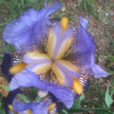 Profile Picture of Mike (@LoriSachet) on Twitter