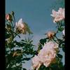 Profile Picture of Carol .Coyle 🎂🥟🍨🍝🍱🍬🍫🍦 (@@carol.coyle) on Tiktok