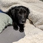 Profile Picture of Joseph Berard (@blacksugar.lillyblacklab) on Instagram